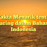 10 Fakta Menarik tentang Kucing dalam Bahasa Indonesia