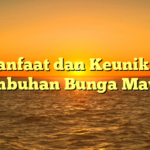 Manfaat dan Keunikan Tumbuhan Bunga Mawar